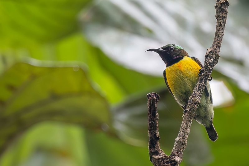 Purple-throated Sunbird - Purperkeelhoningzuiger - Souimanga de Hasselt (m)