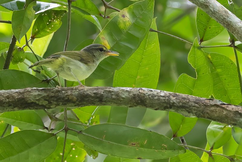 195 Phylloscopidae - Leaf Warblers