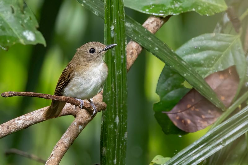 Philippine Jungle Flycatcher - Filipijnse Junglevliegenvanger - Gobemouche  queue marron
