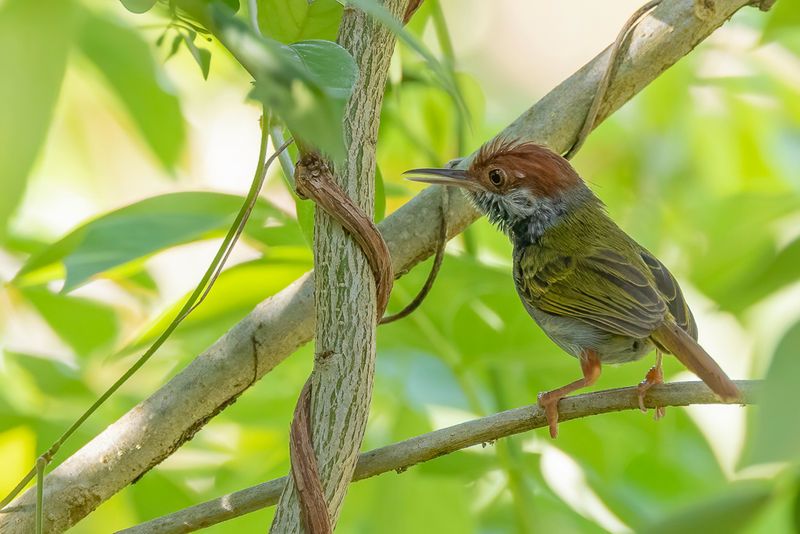 Green-backed Tailorbird - Trillersnijdervogel - Couturire dOgilvie-Grant
