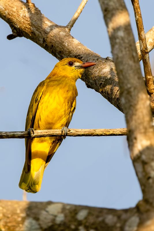 White-lored Oriole - Witteugelwielewaal - Loriot  face blanche