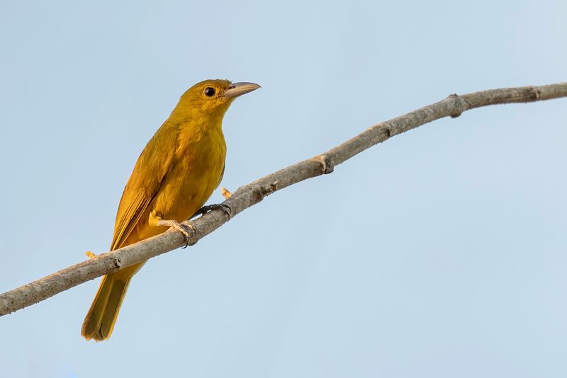 156 Oriolidae - Old World Orioles