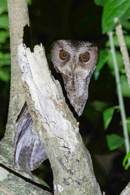 076 Strigidae - Owls