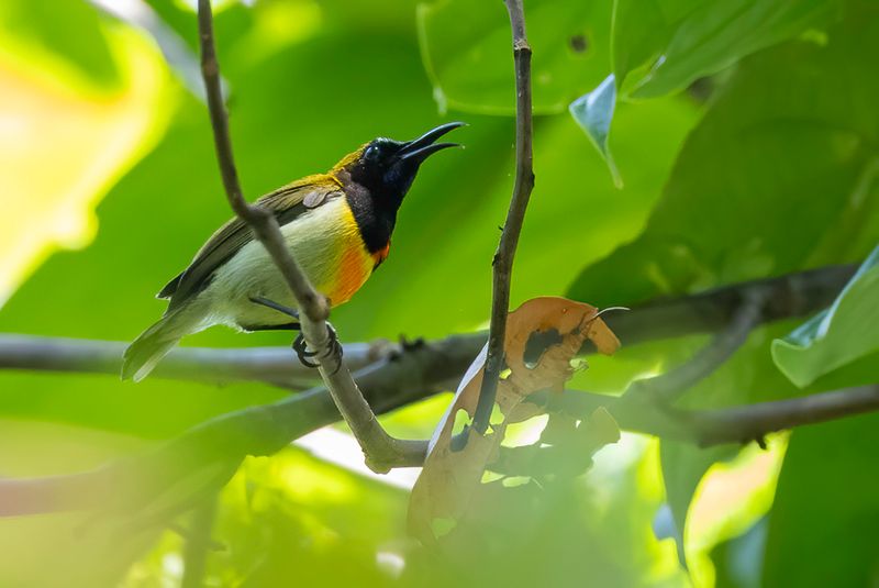 Flaming Sunbird - Vuurborsthoningzuiger - Souimanga flamboyant (m)
