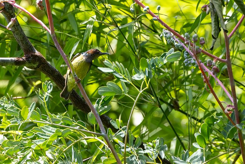 Grey-throated Sunbird - Grijskeelhoningzuiger - Souimanga à gorge grise (m)