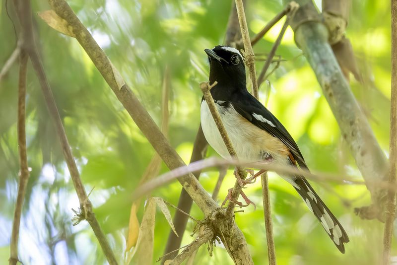 White-browed Shama - Witbrauwshamalijster - Shama brid