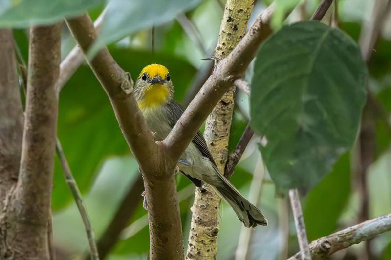 Birds of The Philippines remote 2025