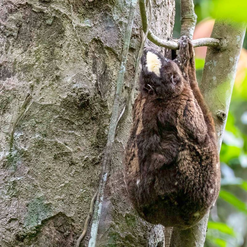 Philippine colugo