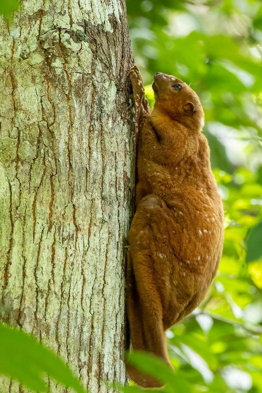 Philippine Colugo