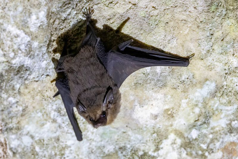 Philippine sheath-tailed bat
