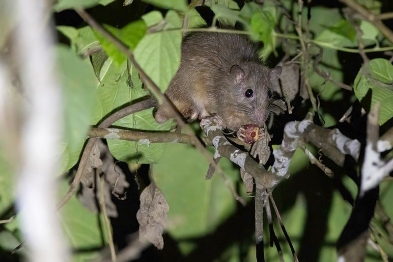 Mammals rest of Asia