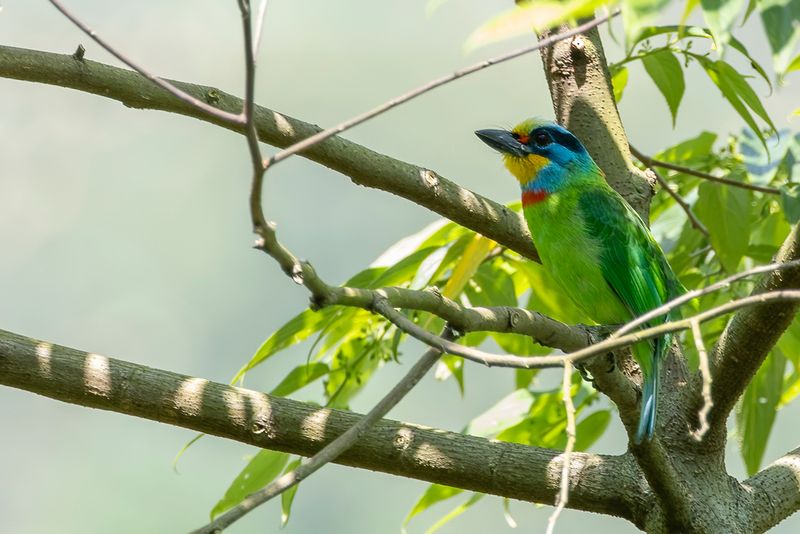 Taiwan Barbet - Taiwanbaardvogel - Barbu de Formose