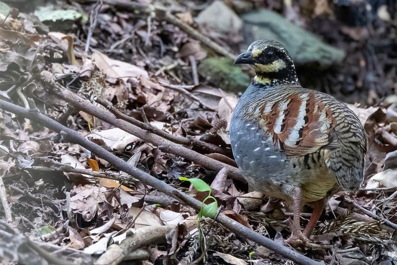 Taiwan Partridge - Taiwanbospatrijs - Torquole de Formose