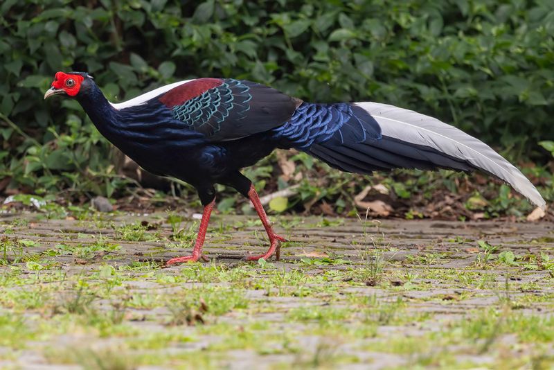 Swinhoe's Pheasant - Swinhoes Fazant - Faisan de Swinhoe (m)