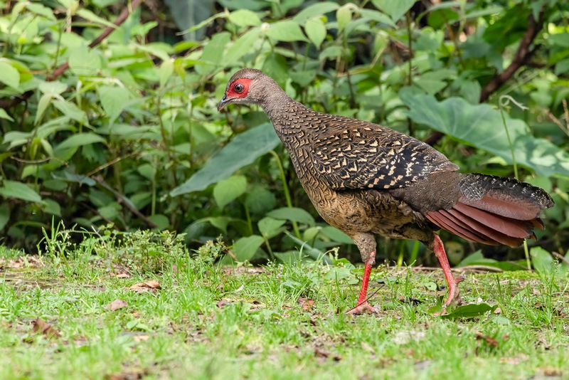 Birds of Taiwan 2025