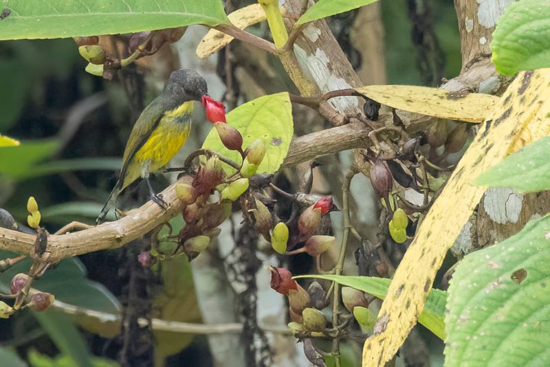 226 Nectariniidae - Spiderhunters and Sunbirds