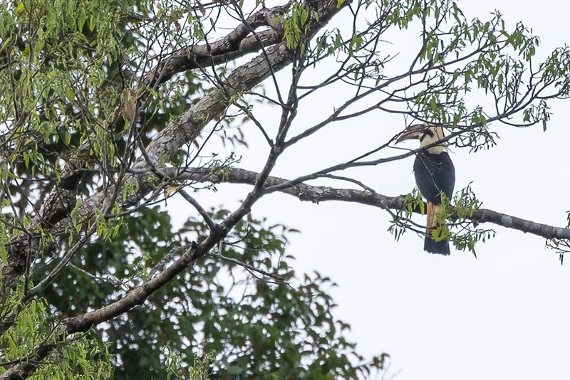 086 Bucerotidae - Hornbills