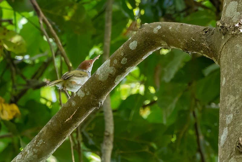 184 Cisticolidae - Cisticolas and Allies