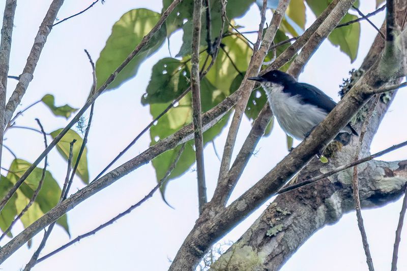 225 Dicaeidae - Flowerpeckers