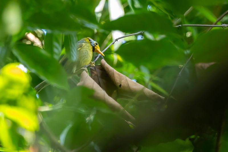 199 Zosteropidae - White-eyes, Yuhinas, and Allies
