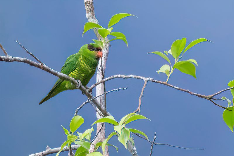 Mindanao Lorikeet
