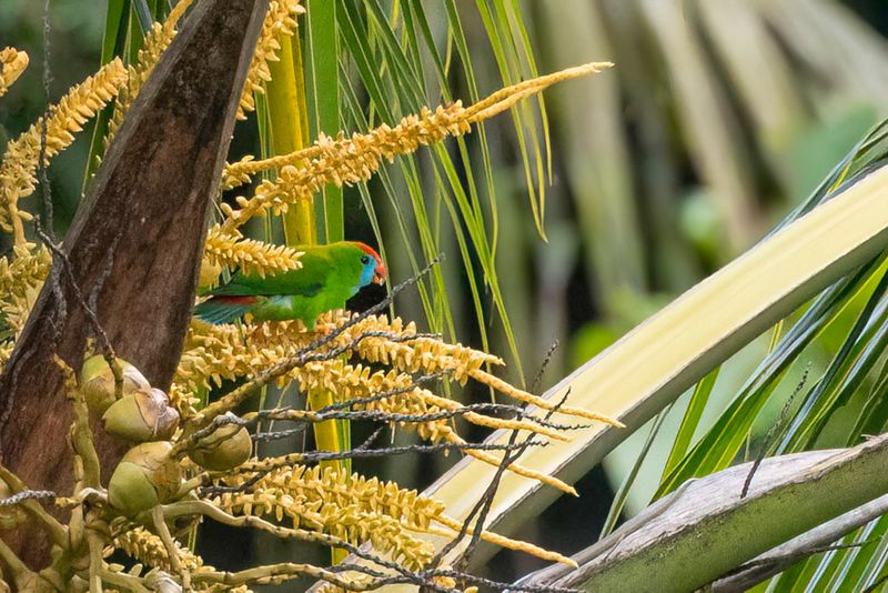 107 Psittaculidae - Old World Parrots