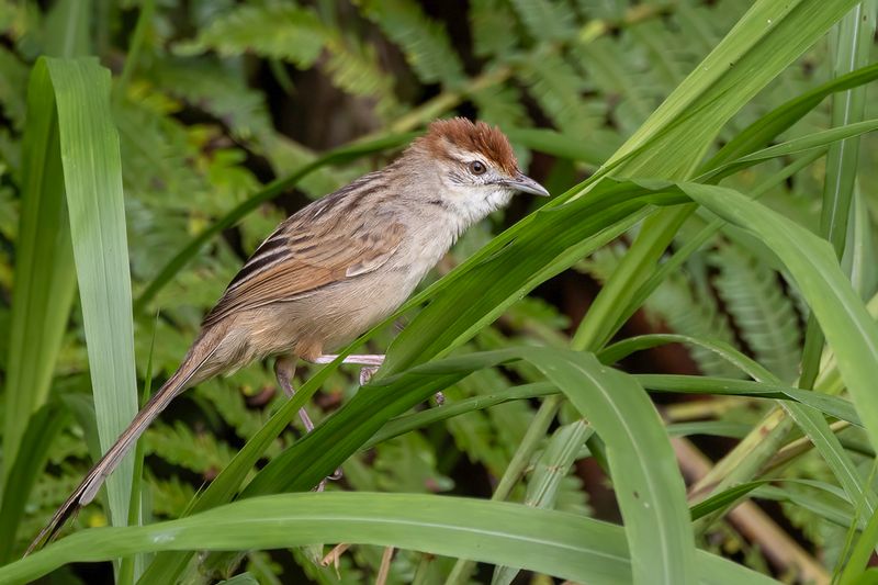 188 Locustellidae - Grasshopper Warblers, Grassbirds, and Allies