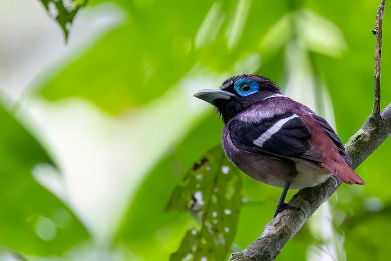 Visayan Broadbill (m)