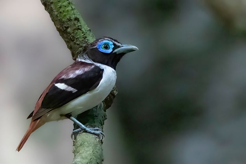 110 Eurylaimidae - Grauer's Broadbill and Asian Broadbills