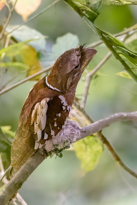 070 Podargidae - Frogmouths