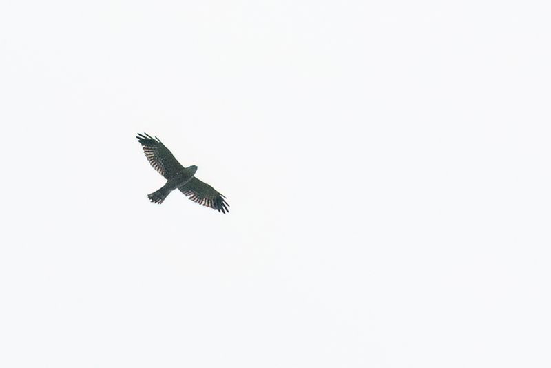 080 Accipitridae - Kites, Hawks, Eagles