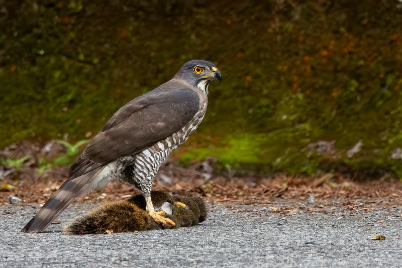 Crested Goshawk - Kuifhavik - Autour hupp