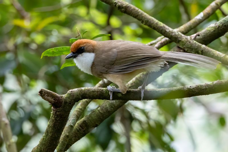 Rufous-crowned Laughingthrush - Roodkruinlijstergaai - Garrulaxe  calotte rousse