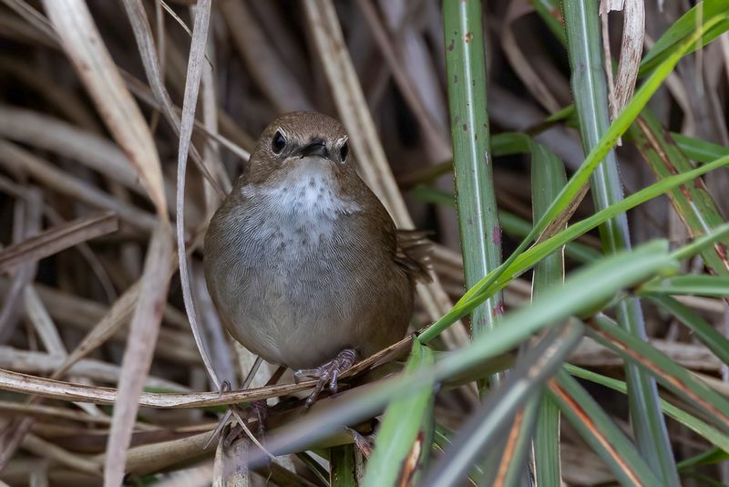 188 Locustellidae - Grasshopper Warblers, Grassbirds, and Allies