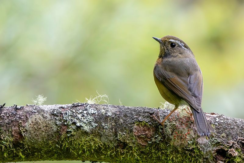 Collared Bush Robin - Taiwanblauwstaart - Rossignol de Johnston (f)