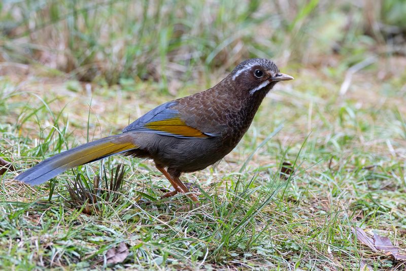 White-whiskered Laughingthrush - Morrisonlijstergaai - Garrulaxe du Morrison