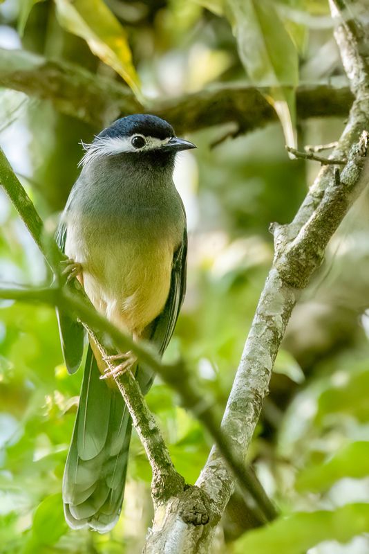 White-eared Sibia - Witoorsibia - Sibia de Tawan