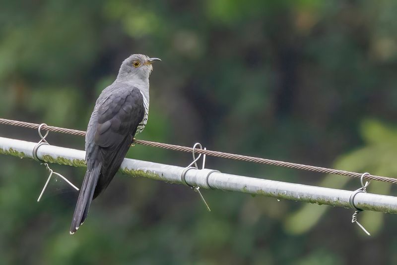 018 Cuculidae - Cuckoos