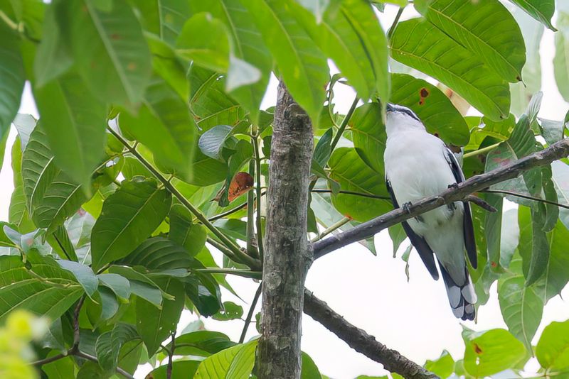 139 Campephagidae - Cuckooshrikes