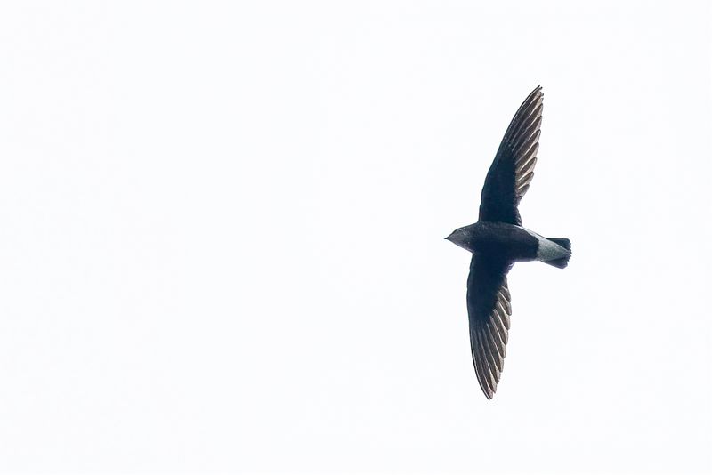 073 Apodidae - Swifts