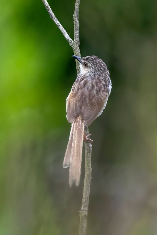 184 Cisticolidae - Cisticolas and Allies