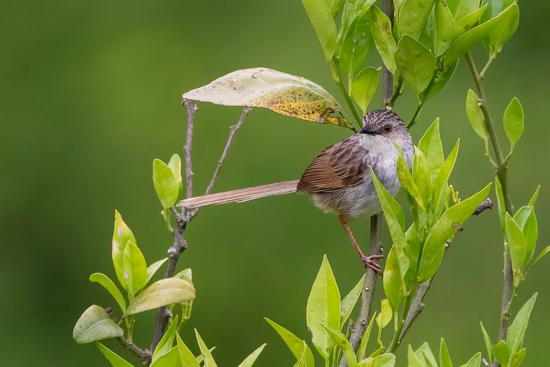 Striped Prinia - Swinhoes Prinia - Prinia de Swinhoe