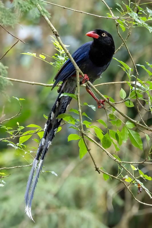 Taiwan Blue Magpie - Taiwankitta - Pirolle de Tawan