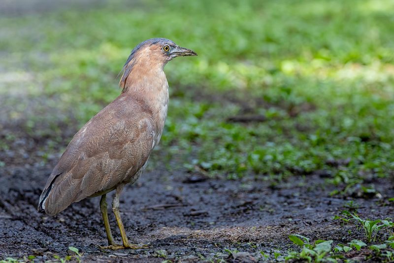 Malayan Night Heron - Indische Kwak - Bihoreau malais