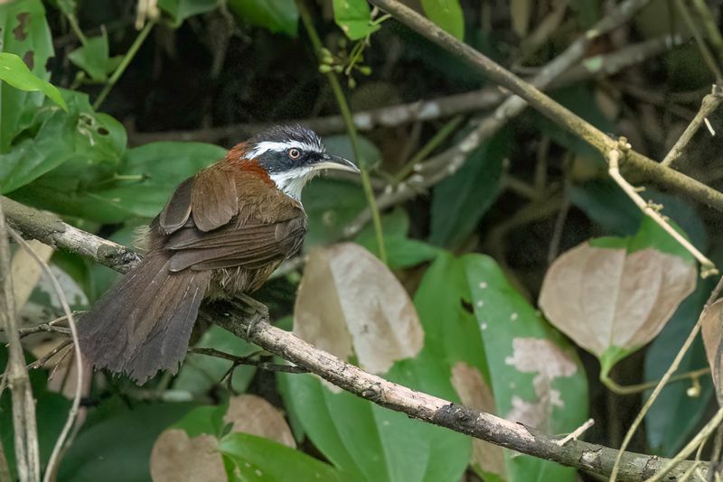 Taiwan Scimitar Babbler - Taiwankruiplijster - Pomatorhin de Tawan