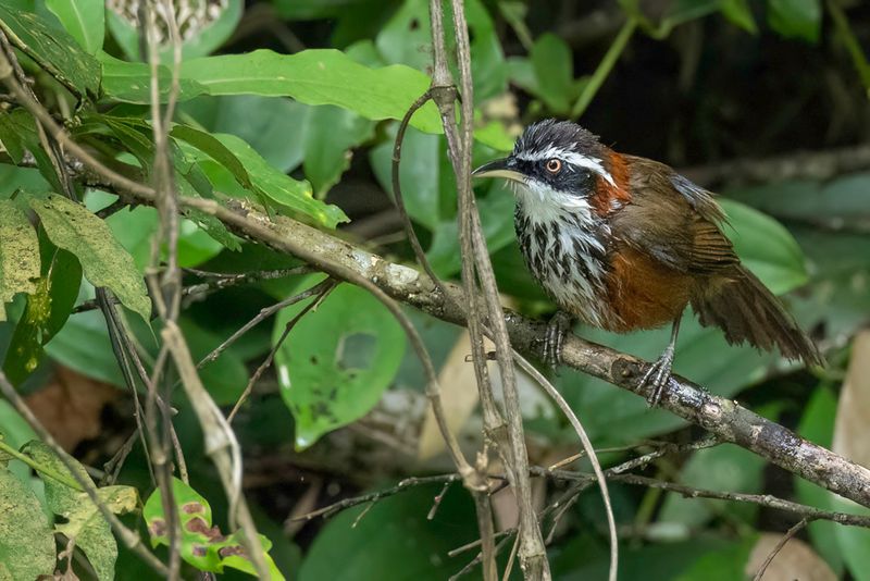 200 Timaliidae - Tree Babblers, Scimitar Babblers, and Allies