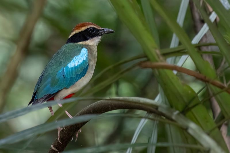 113 Pittidae - Pittas