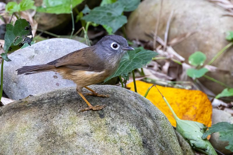 Grey-cheeked Fulvetta - Grijswangalcippe - Alcippe  joues grises