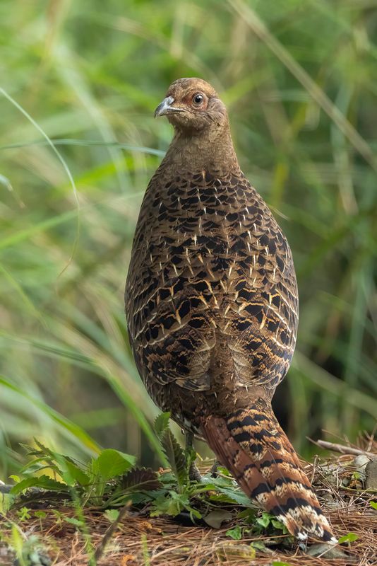 013 Phasianidae - Pheasants & Allies