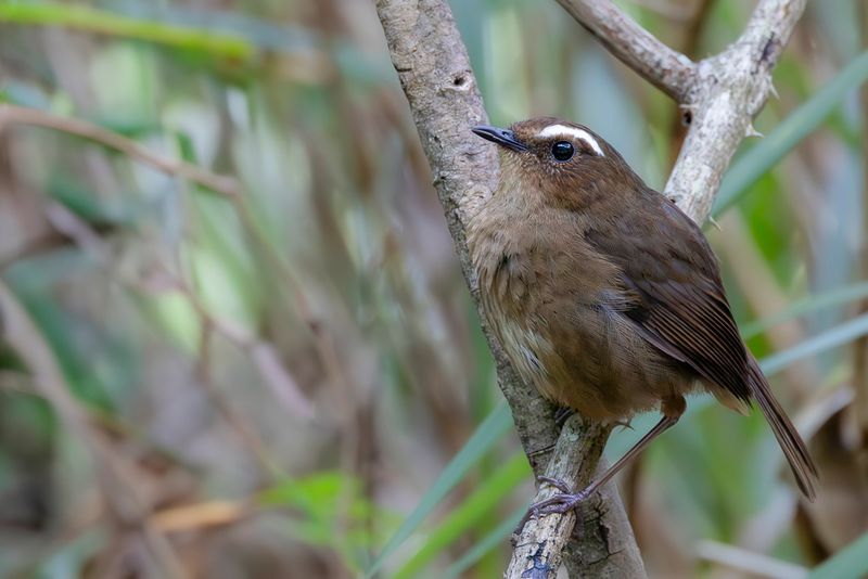 Birds of Taiwan 2025